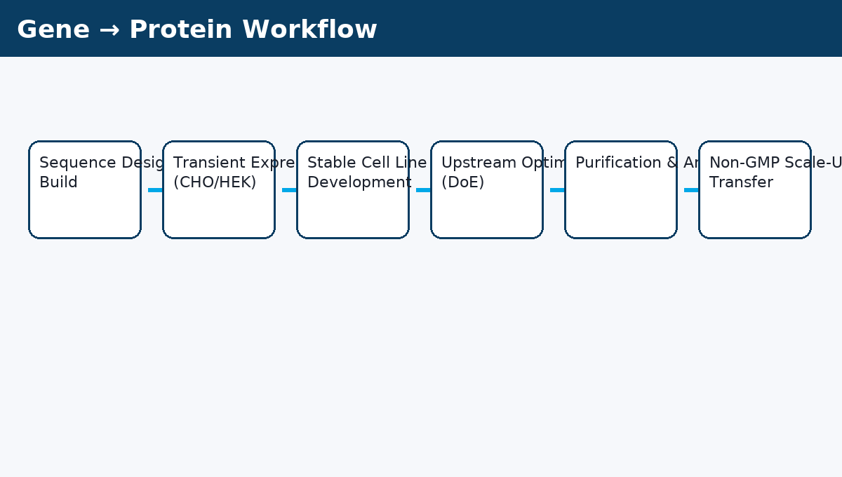 Gene to protein workflow diagram